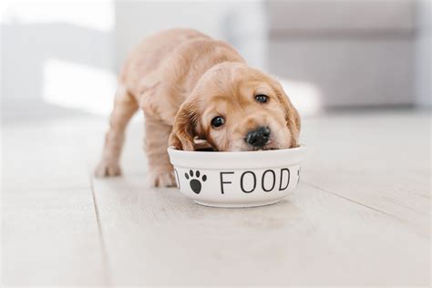 ドックフード人気：愛犬に最良の食事を与える