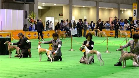 ドック ショー とは