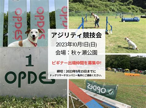 ドッグアジリティ: 競技から家庭まで、愛犬との絆を深める