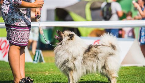 ドッグショーとは？犬の魅力がたっぷり詰まった祭典を徹底解説！