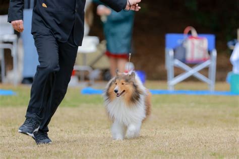 ドッグショーのすべて：魅力と意義、参加ガイド