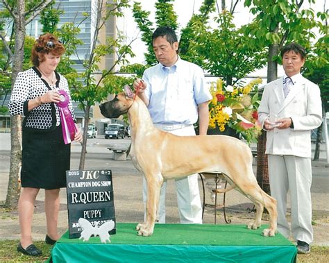 ドッグショー：犬の美しさ、健康、賢さを競う舞台