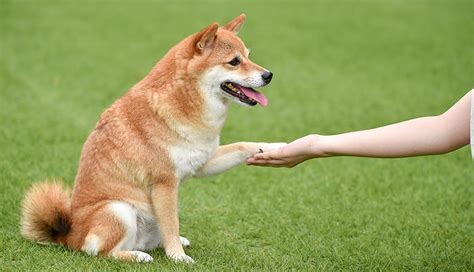 ドッグトレーニングで愛犬と最高のパートナーに！～乙訓動物病院が徹底ガイド～