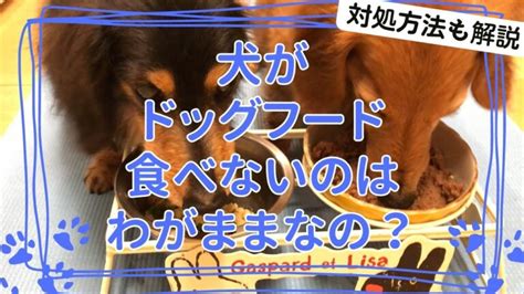 ドッグフードを食べない犬にどうすればいいか