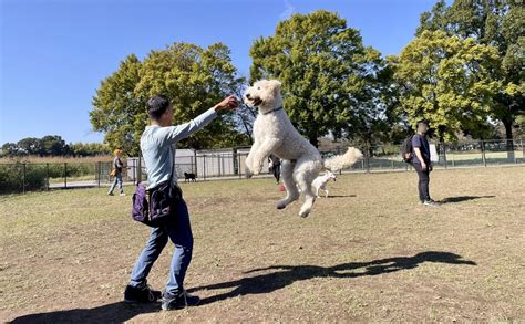 ドッグランで愛犬との素敵な時間を楽しむための完全ガイド：平田ドッグラン編