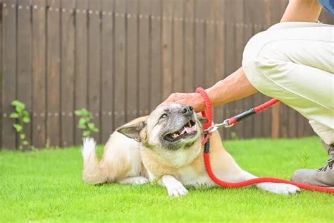 ドッグランで愛犬を思いっきり走らせる