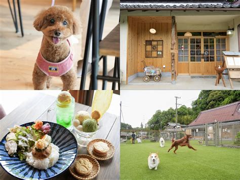 ドッグランカフェフルールでワンちゃんとのひとときを充実させよう！