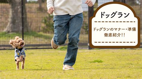 ドッグランデビュー完全ガイド: 準備からマナーまで