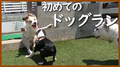 ドッグランデビュー：愛犬と過ごす楽しい時間と安全上のヒント