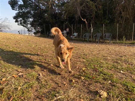 ドッグラン まほろばの丘: 愛犬との至福のひととき