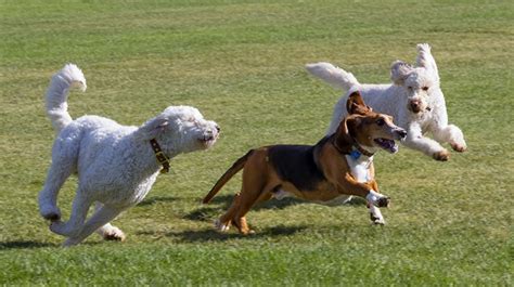 ドッグラン グッドラックへようこそ！愛犬と最高の時間を過ごすためのガイド