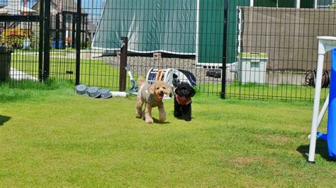 ドッグラン 長久手：犬と飼い主のためのオアシス