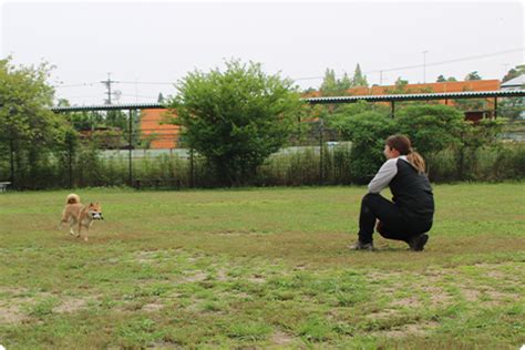 ドッグラン 長久手：犬と飼い主の夢の楽園