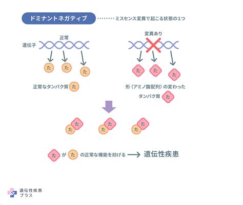 ドミナントホワイト遺伝子