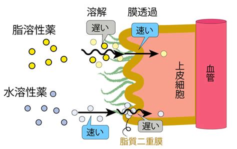 ドライタオルとは？究極の吸収性と利便性を兼ね備えた最新のタオル