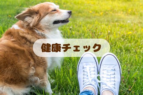 ドライフードで愛犬の健康を維持する方法