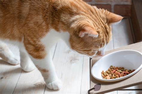 ドライフードとウェットフード: 愛猫に最適な食事の選び方