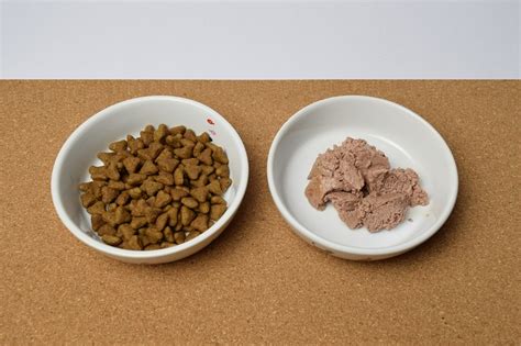 ドライフードのすべて：愛犬の健康的な食事の基礎