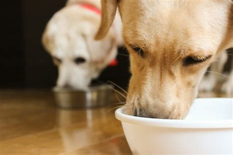 ドライフードふやかす: 超カンタンに愛犬の健康を向上させる方法