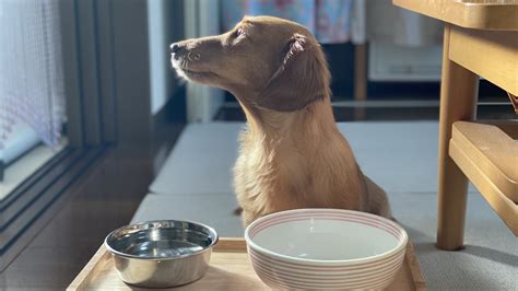 ドライフードを食べない犬