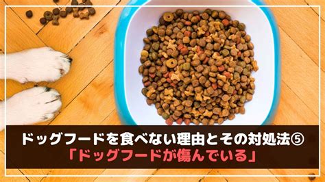 ドライフードを食べない犬の理由