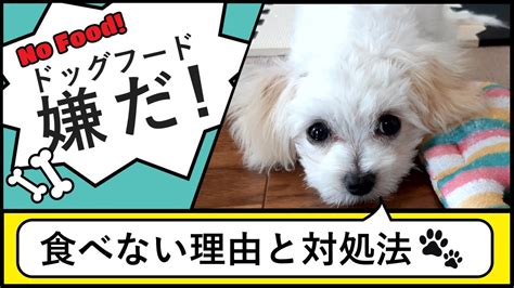 ドライフードを食べない犬への対処法：原因と解決策