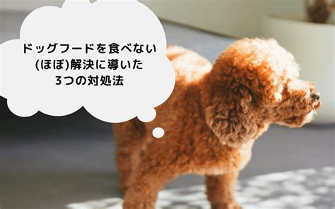 ドライフードを食べない犬：原因と解決策の完全ガイド