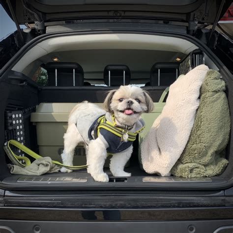 ドライブで愛犬と快適に過ごそう！