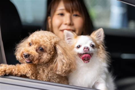 ドライブペットの安全を確保する