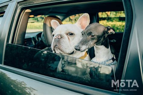 ドライブ犬：愛犬との楽しい車の旅