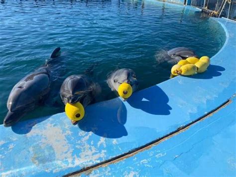 ドルフィンリゾートでイルカとふれあおう！和歌山県太地町の魅力