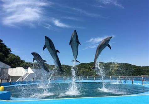 ドルフィンリゾート 和歌山県東牟婁郡太地町