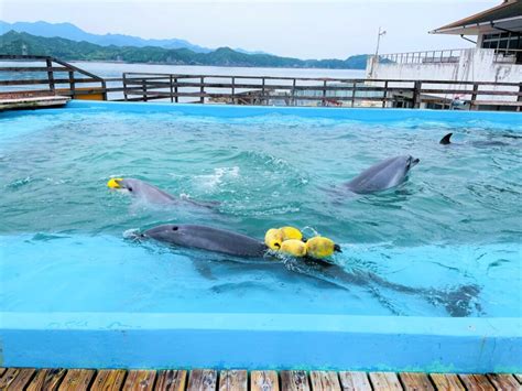 ドルフィンリゾート in 和歌山県東牟婁郡太地町で夢のようなドルフィン体験を！