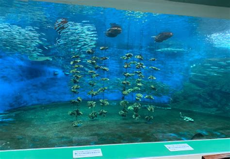 ドルフィン姫路：水族館と商業施設が融合した姫路のランドマーク