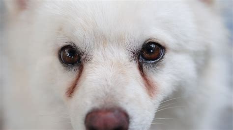 ナチュラルバランスで涙やけを改善！飼い主必見の徹底解説