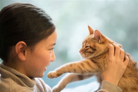 ナチュラル バランス 猫：あなたの猫の健康と幸福の要