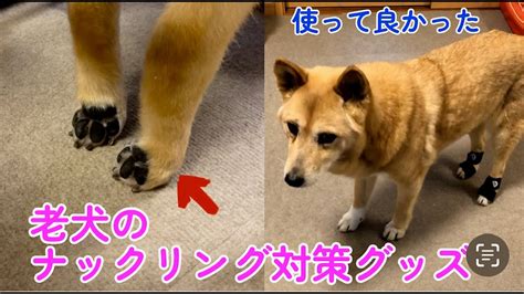 ナックリング犬のすべて：包括的なガイド