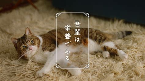 ニャンシー: 愛され続ける猫ちゃんとの暮らしをより豊かに