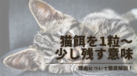 ニャーンの意味を徹底解説！猫の言葉から読み解くコミュニケーション術