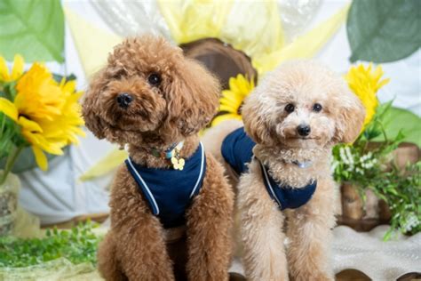 ニュートロで賢い愛犬に導く！実践的なトレーニング法