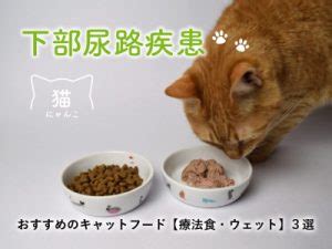 ニュートロ キャットフードと尿路結石の関連性：飼い主が知っておくべき知識