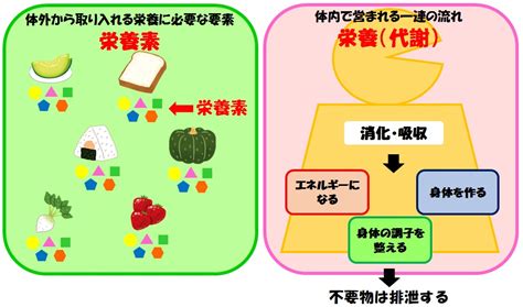 ニュートロ ダイエットにおける栄養素