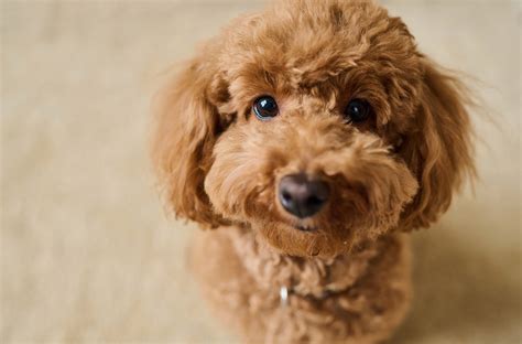 ニュートロ 子犬: 愛犬のためのパーフェクトな栄養