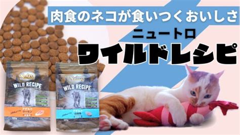 ニュートロ 猫フード：安全性と栄養価を徹底解剖！