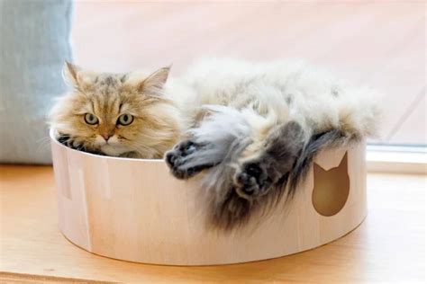 ネコとふれあえるカフェ「Cara Cat Cafe」で癒しのひとときを