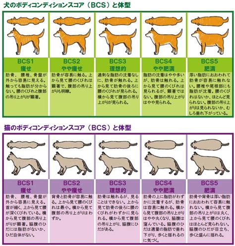 ネコのボディコンディションスコア（BCS）: 猫の健康を評価するための重要な指標