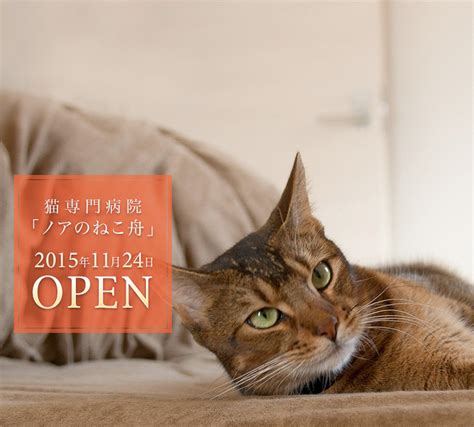 ネコの基礎知識からノアの猫まで</h1