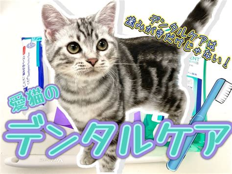 ネコの歯磨きガイド: 愛猫のデンタルケアのための包括ガイド