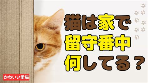 ネコの留守番対策：安全で安心な方法