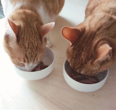 ネコを想う飼い主へ：キャットフード無料モニターで愛猫の健康管理をアップデート